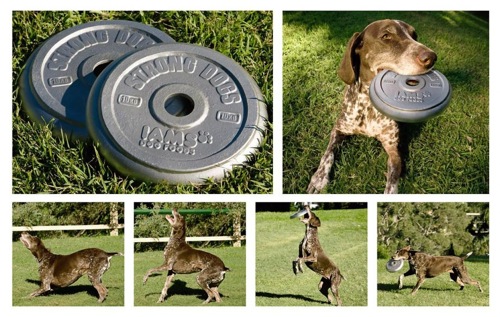 iams-strong-dog2